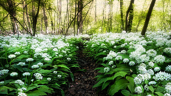 Garlic Blossoms In Forest, flowers, plants, sunrays, leaves, landscape, trees HD wallpaper