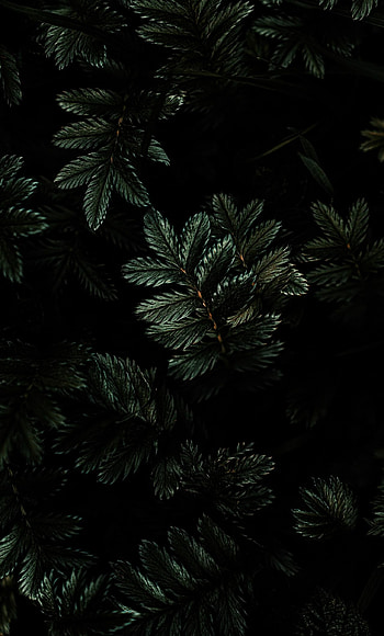 Dark leaf, , Nature, Black HD phone wallpaper