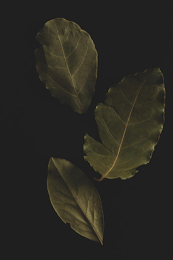 Macro, Sheet, Leaf, Veins, Bay Leaf HD phone wallpaper