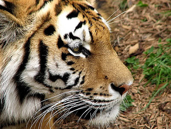 Tiger, fur, cat, large HD wallpaper