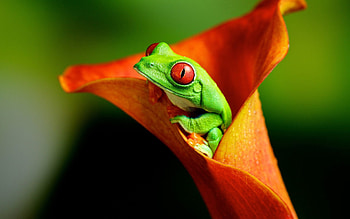 Animals, Flower, Color, Climb, Frog HD wallpaper