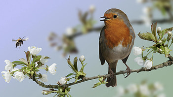 Animals, Flowers, Bird, Bloom, Flowering, Branch, Exotic HD wallpaper