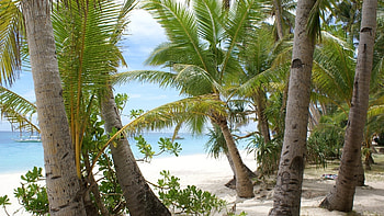 Landscape, Beach, Palms HD wallpaper