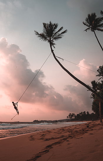 A person swinging from a palm tree at sunset on a serene Sri Lankan beach. HD phone wallpaper