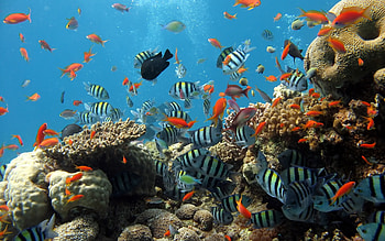 Aquarium with diver , Thrilling deep-sea adventure, Exploring the unknown, Underwater exploration HD wallpaper