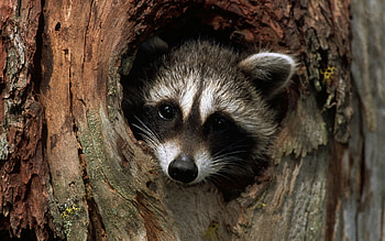 High-resolution , Raccoon portrait, Wildlife close-up HD wallpaper