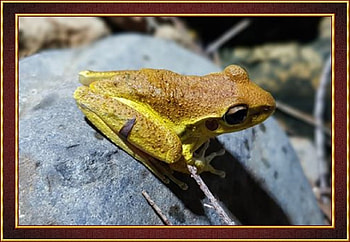 LOVELY FROG, NATURE, FROG, LOVELY HD wallpaper