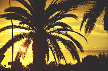 Nature, Sunset, Sky, Palm, Tropics, Sunlight HD wallpaper