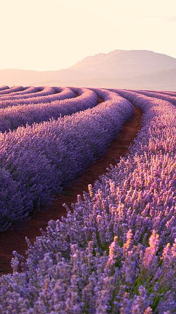 Lavender fields, Xperia HD phone wallpaper