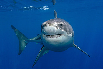 Great white shark, Background shark, White shark , great white HD wallpaper