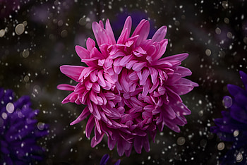 Pink Color Flower Bokeh, flowers, pink HD wallpaper