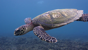 Sea turtle video, Captivating underwater footage, Stock videos, Marine life wonders HD wallpaper