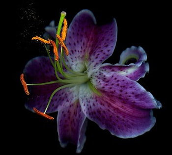 Beautiful Flower, purple, wonderful, one, flower HD wallpaper