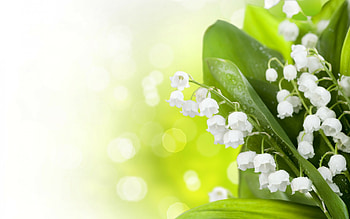 Mobile beauty, Nature's delicate charm, Lily of the valley, Botanical enchantment HD wallpaper