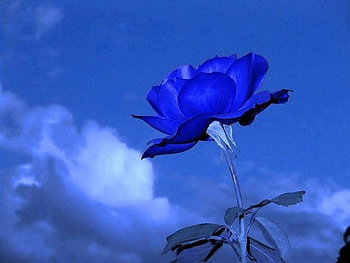 Blue Rose, blue roses, clouds, blue background, beautiful, nature, unique HD wallpaper