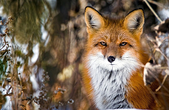 Fox, animal, fur, tail HD wallpaper