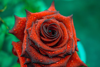 Rose, close up, drops, blood red HD wallpaper