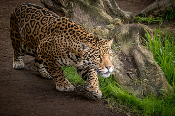 Jaguar Animal, jaguar, animals, predator HD wallpaper