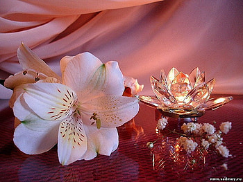 Floral arrangement, pretty, flower, nature, arrangement, petal HD wallpaper