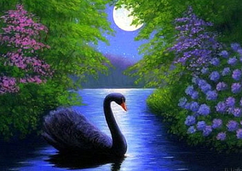 Black Swan, garden, paintings, spring, love four seasons, lakes, swans, animals, draw and paint, flowers, moons HD wallpaper