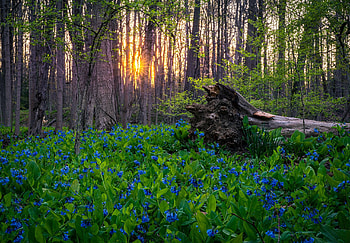 Forest sunset, flower, sunset, blue, peisaj, green, forest, tree HD wallpaper