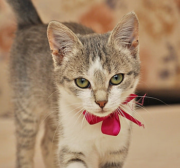 Kitten, bow, red, pisici, face, cute, cat HD wallpaper