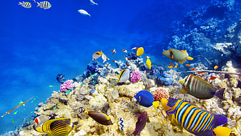 coral reef , High-definition s, Oceanic wonders, Vibrant marine life HD wallpaper