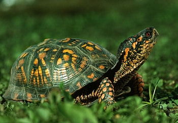 Tortise, cool, beautiful HD wallpaper