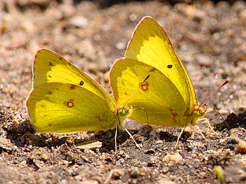 Sulphur pair, butterflies, yellow, pair, sulphurs, ground HD wallpaper