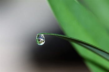 Macro shot of a dewdrop delicately hanging from a green grass blade, reflecting light. HD wallpaper
