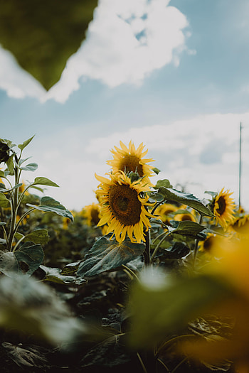 Flowers, Leaves, Petals, Sunflower HD phone wallpaper