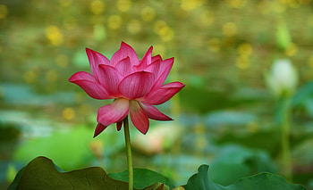 Lotus, summer, bokeh, pink, flower, green HD wallpaper