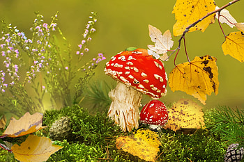 Autumn, yellow, red, leaf, nature, toamna, mushroom, vlad vladilenoff HD wallpaper
