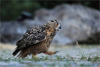 Owl, Animals, Bird, Forest, Predator, Stroll HD wallpaper