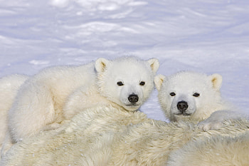 40 polar bear , Collection of designs, High-resolution , background HD wallpaper