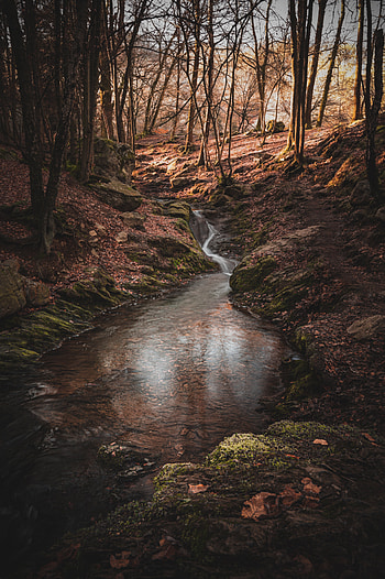 Forest, Nature, Rivers, Flow, Moss HD phone wallpaper