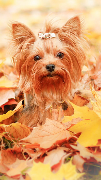 Animal, Yorkshire Terrier HD phone wallpaper