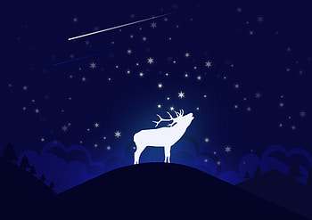 Deer, starry night, digital art HD wallpaper