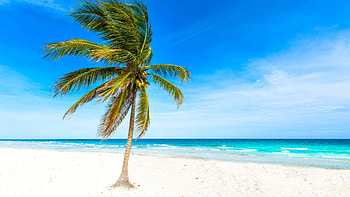 Beautiful Sea View Coconut Tree Branches White Beach Sand Waves Blue Sky Background Nature HD wallpaper
