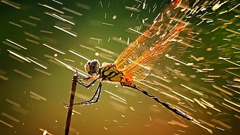 Dragonfly, National Geographic HD wallpaper