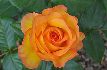 Flowers, Flower, Bright, Rose Flower, Rose, Close-Up HD wallpaper
