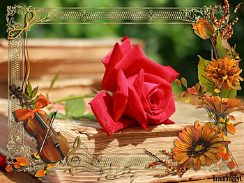 BEAUTIFUL ROSE, ROSE, BEAUTIFUL, FRAMED, RED HD wallpaper