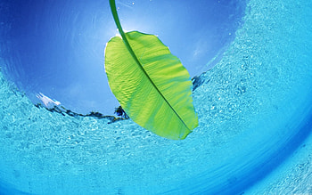 Landscape, Water, Leaves HD wallpaper