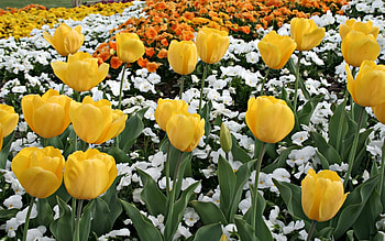 Plants, Flowers, Background, Tulips HD wallpaper