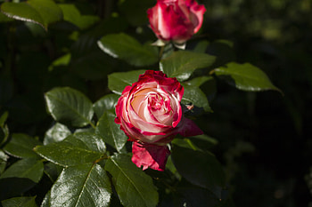Roses, Flowers, Leaves, Garden HD wallpaper