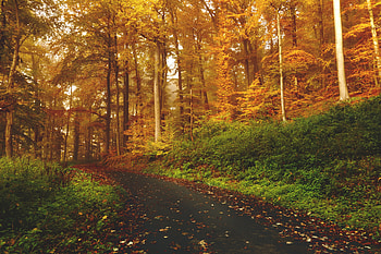 Nature, Trees, Autumn, Forest, Path HD wallpaper