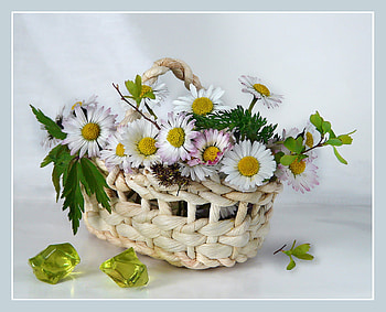 flowers, still life, white, bouquet, margarita, graphy, beautiful, flower basket HD wallpaper