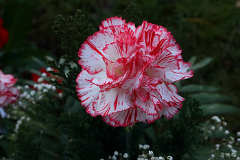 Carnation, White, Flowers, Needles, Red HD wallpaper