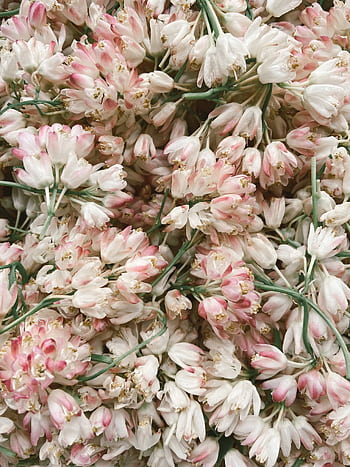Close-up of a dense arrangement of delicate pink and white flowers in full bloom, providing a natural aesthetic. HD phone wallpaper