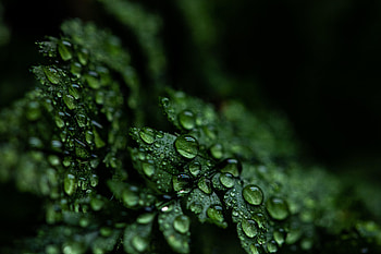 Drops, close up, leaf, droplets HD wallpaper